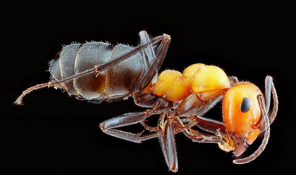 Ant Control service in Bentonville, AR