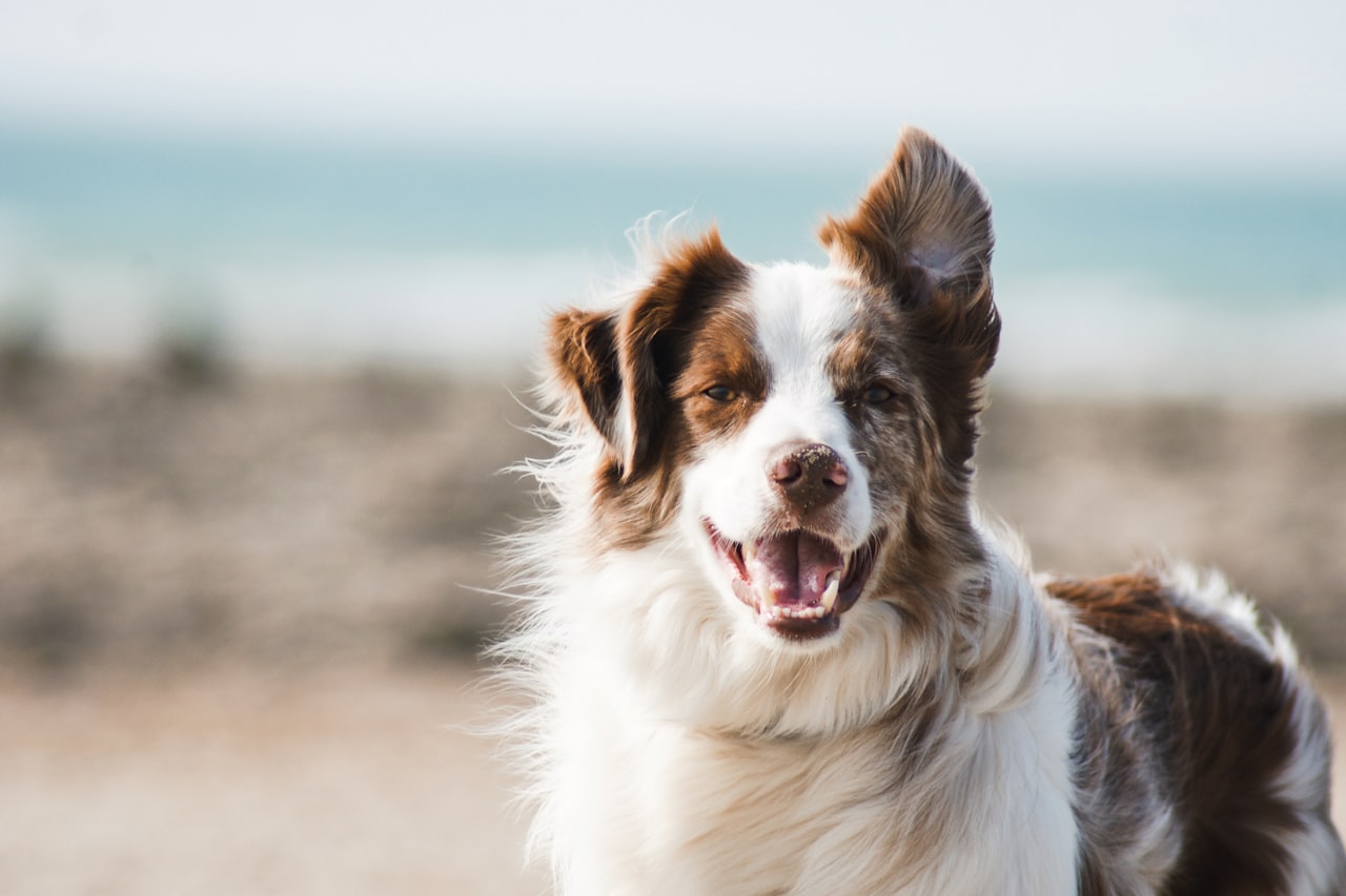 Flea & Tick Control service in Bentonville, AR
