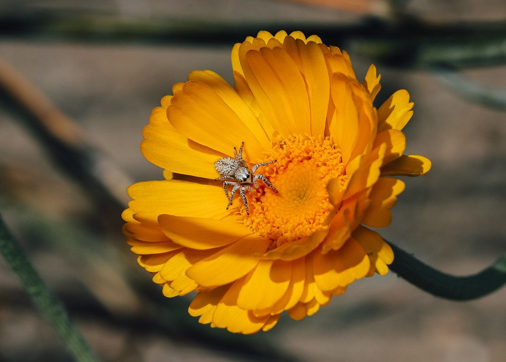 Spider Control service in Bentonville, AR